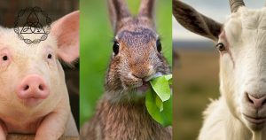 animales-impuros
